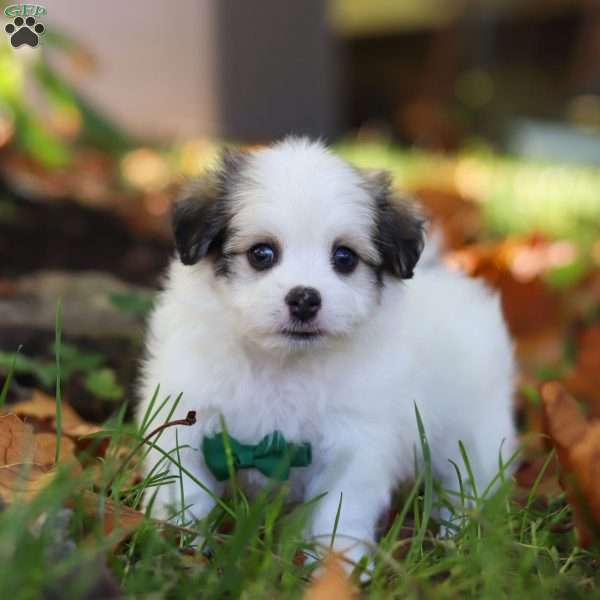 Jack, Havanese Puppy